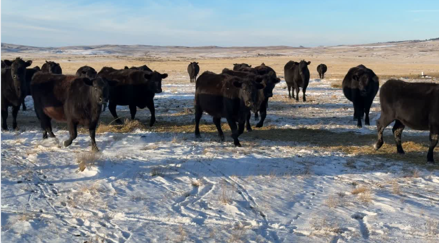 END OF THE YEAR SPECIAL!-BC1202F5